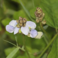 <i>Psophocarpus scandens</i>  (Endl.) Verdc.